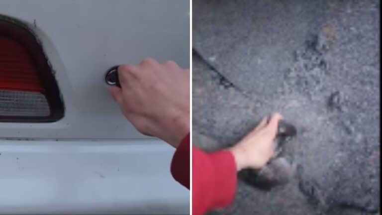 NY School Worker Checked His Trunk For Stray Cat, What He Found Was The Last Thing He Expected