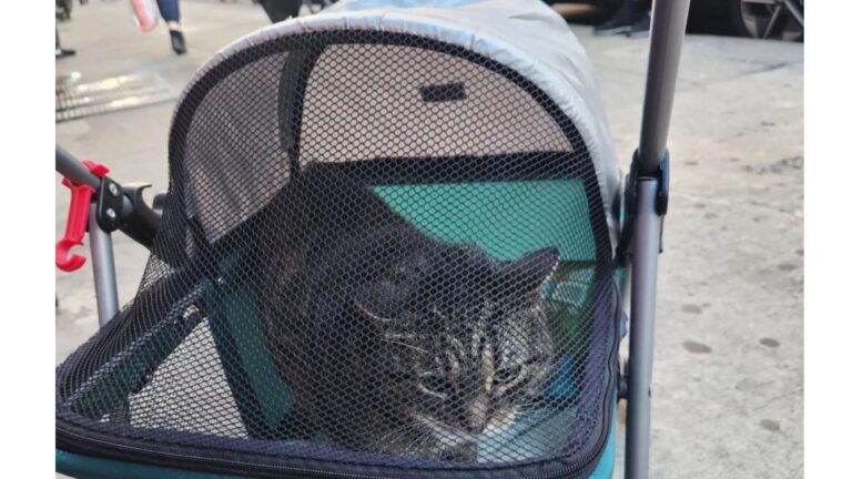 Pedestrians Spot Baby Stroller On The Sidewalk In NY, What Was Inside Left Everyone Speechless