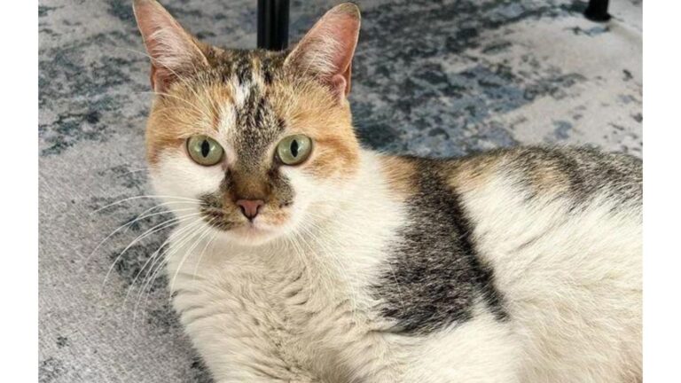 Stray Cat Keeps Visiting Nashville Shop Until The Owner Finally Understands Why