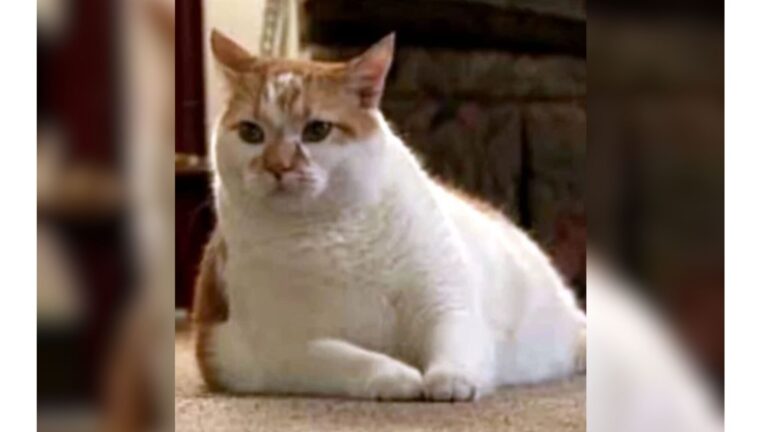 PA Woman Notices Her Cat Strangely Pawing At Her Chest, Then Realizes The Urgent Warning
