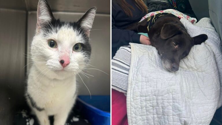 Cat Found Locked In Commercial Freezer Leads Ohio Rescuers To Shocking Realization