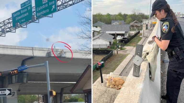 Cat Stranded On Highway Overpass Leaves Texas Rescuers Racing Against Time