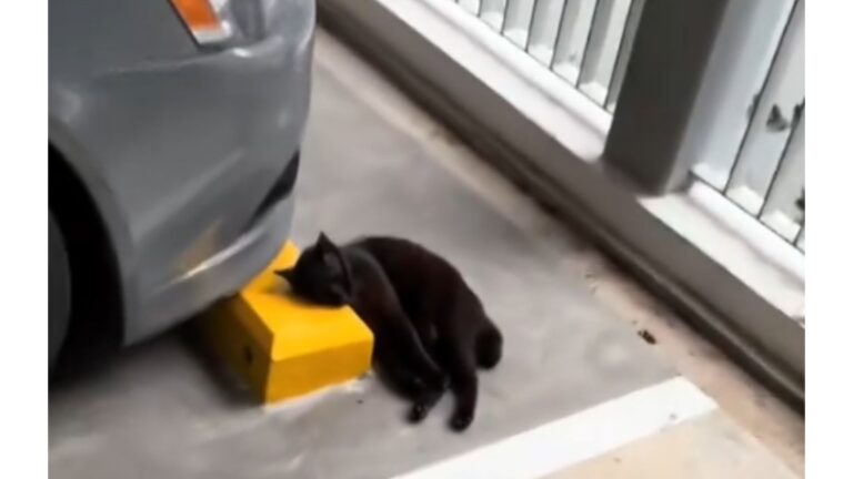 Senior Cat Abandoned By Owners For Meowing Too Much Finds Rest On Cold Parking Bumper In NY