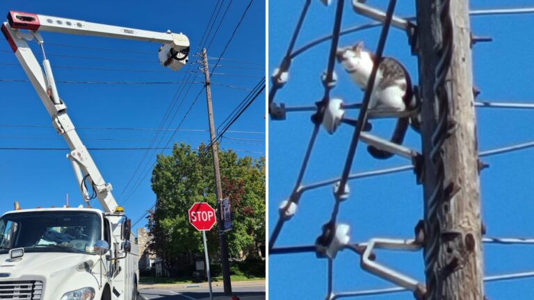 Power Outage In Pennsylvania Turns Out to Be Caused By Little Creature Stuck On Utility Line