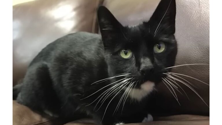 Utah Woman Finds Scruffy Cat Lingering Near Her Home, Then Microchip Reveals Something Shocking