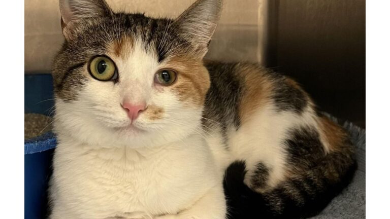 Ohio Cat With Mismatched Eyes Faced Rejection After Rejection, Then Number 8 Changed Everything