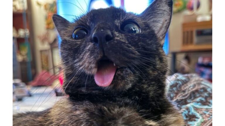 Arkansas Woman Adopts Timid Rescue Cat With Wonky Jaw, Says “My Whole World Changed”