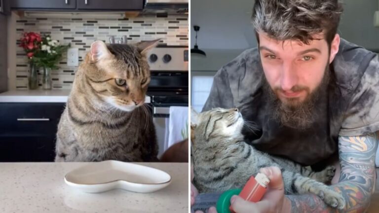 New Mexico Man Brings Cat To Vet For Persistent Cough, But Diagnosis Leaves Him Devastated