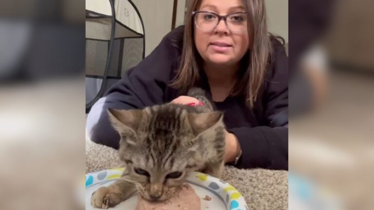Missouri Cat Takes Food Very Seriously, Watch Her Transformation When Hungry