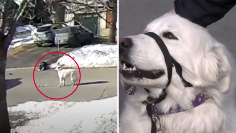 Oregon Woman Suffers Seizure And Collapses On The Road, Then Her Dog Does Something Remarkable