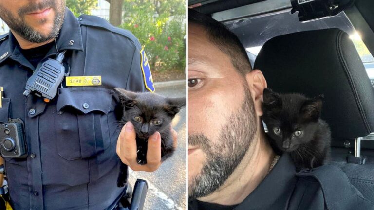 After Saving A Kitten From A Car Engine, South Carolina Officer Makes A Heartwarming Decision