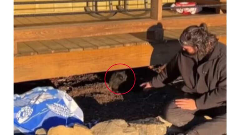 Couple Rents A Remote Cabin In Georgia, Then Gets Startled By Scratching Sounds From Beneath It