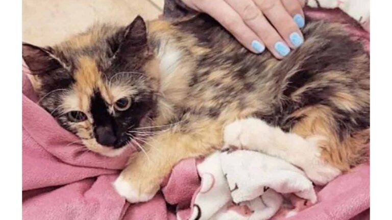 Florida Couple Rescues A Stray Cat, Then Learns They Have Someone Related To Her