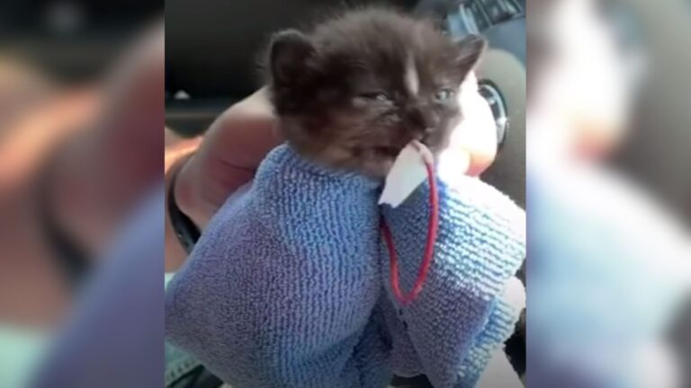 Florida Couple’s Night Out Takes Unexpected Turn When They Find Tiny Kitten Barely Holding On
