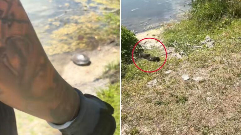 Florida Couple Helps Turtle Make Its Way To Water, Then Hears Odd Cries Coming From The Bushes
