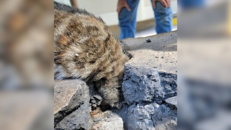 Hawaii Couple Notices A Furry Shape On A Concrete Wall And Makes A Shocking Discovery