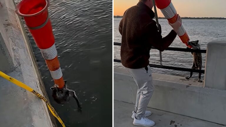 South Carolina Couple Uses Construction Cone To Rescue Little Creature Struggling In Ocean