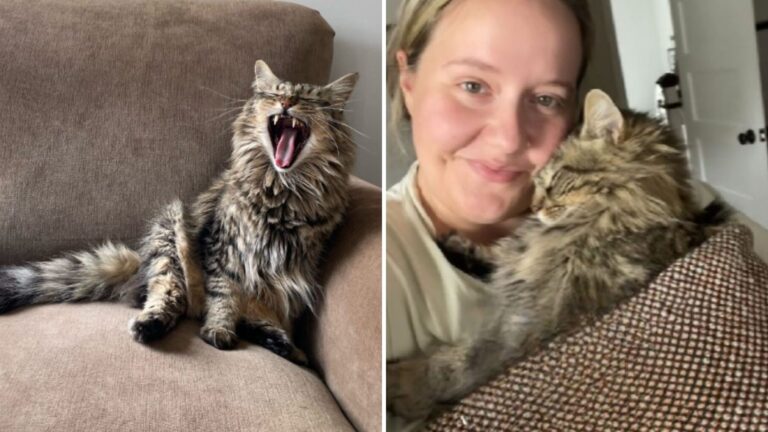 Missouri Woman Adopts Bullied Rescue Cat And Realizes He’s Completely Different From Other Cats