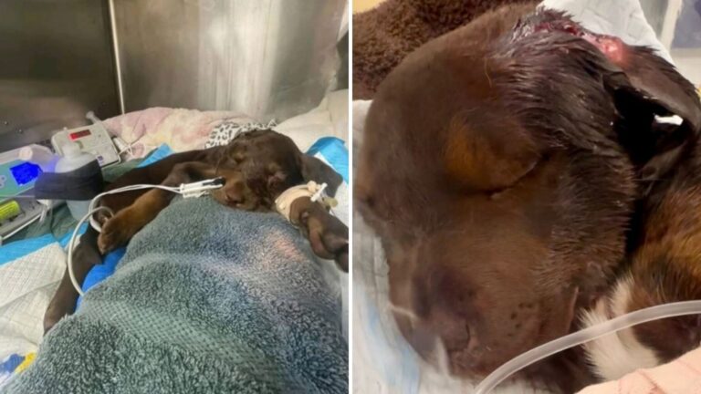 Florida Puppy Rescued From Abuse Shows A Level Of Suffering No One Could Have Prepared For