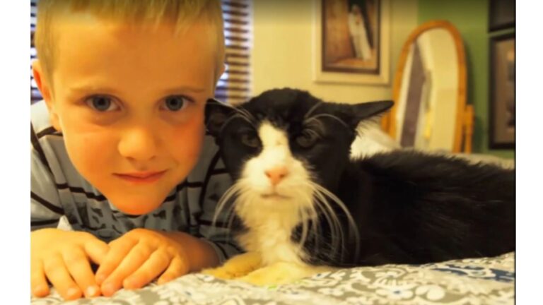 Senior Cat In Utah Suddenly Lost His Family, Then Kind Souls Gave Him A Peaceful Final Chapter