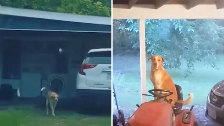Texas Family Keeps Finding Stray Dog On Their Porch, Then He Brings The Most Unlikely Friend