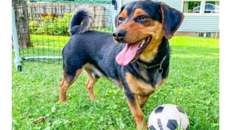 Pennsylvania Dog Named Ronaldo Becomes Incredible Soccer Goalkeeper And Wins Millions Of Hearts
