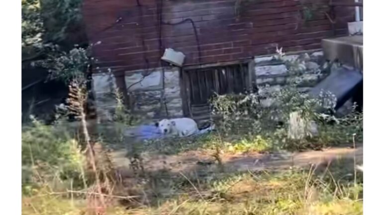 Man Notices Starving Dog Chained To Empty House In Missouri, Takes A Chance And Moves Closer