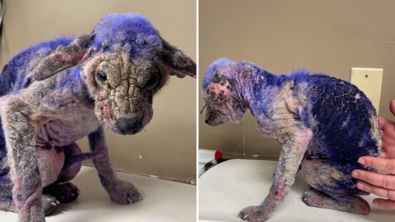 Dog Covered In Purple Substance Arrives At Texas Rescue And Leaves Staff Heartbroken