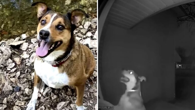 Kansas Family Leaves Dog At Daycare For A Trip, Unprepared For What Happened On The Third Day