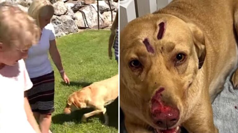 Utah Family Left Frozen With Fear As Their Dog Reacts To Something Alarming In The Bushes