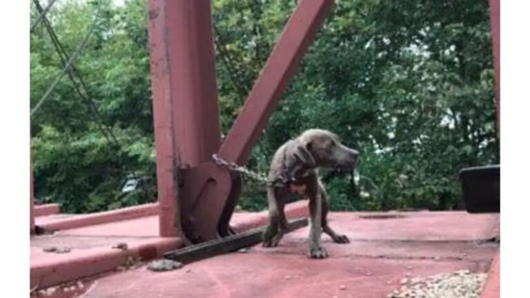Wisconsin Train Crew Searches A Moving Train For A Puppy, Then Discovers A Heartbreaking Scene