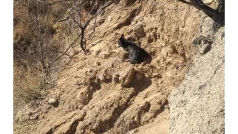 Man Notices Strange Shape On Cliff In Colorado And Races For Help When He Realizes What It Is