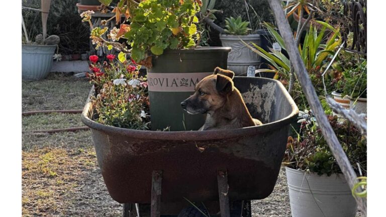 LA Neighbors Notice Dog Curled Up In Old Wheelbarrow For Days, Then Realize Why