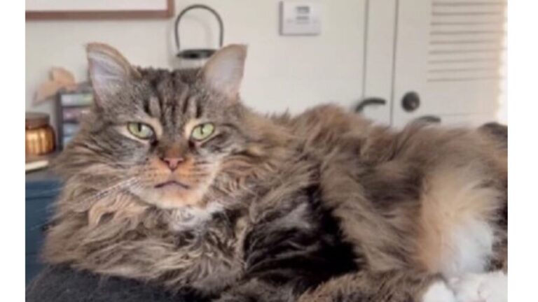 Georgia Woman Travels To Alabama To Adopt A Shelter Cat And Ends Up With A Sweet Surprise