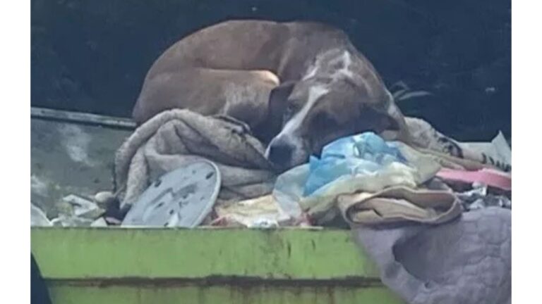 North Carolina Team Finds Dog Lying On A Dumpster And The Look In Her Eyes Leaves Them In Tears
