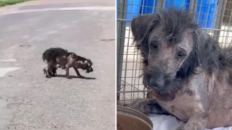 Texas Rescue Team Moved To Tears After Discovering Mama Dog Searching For Her Missing Puppies