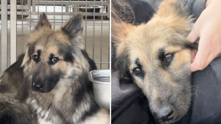 California Shelter Staff Heartbroken After Meeting A Dog So Traumatized She Can’t Stop Shaking