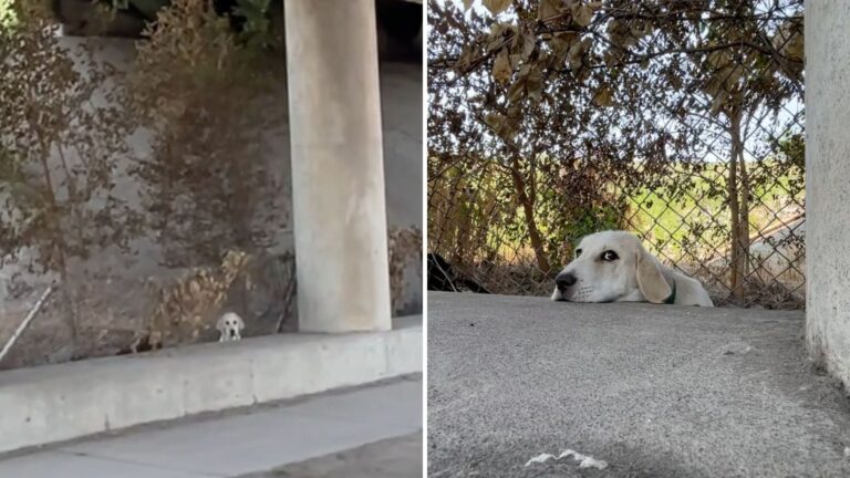 Dog Stuck Near Speeding Traffic On Interstate Sparks Urgent Rescue Mission By Missouri Heroes