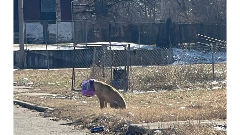 Illinois Team Finds Dog With Bucket Stuck On His Head, But His Fear Makes Rescue Impossible