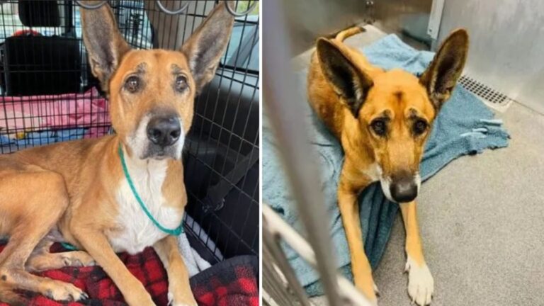 Dog Returned To Texas Shelter After Six Years Leaves Staff Heartbroken By His Condition