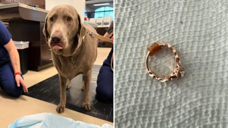 Florida Vet Solves Missing Engagement Ring Mystery And The Ending Is Hilarious