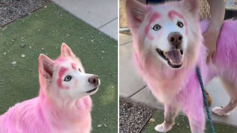Arizona Team Finds Senior Stray Dog Dyed In Pink And Quickly Realizes She’s Not Ordinary
