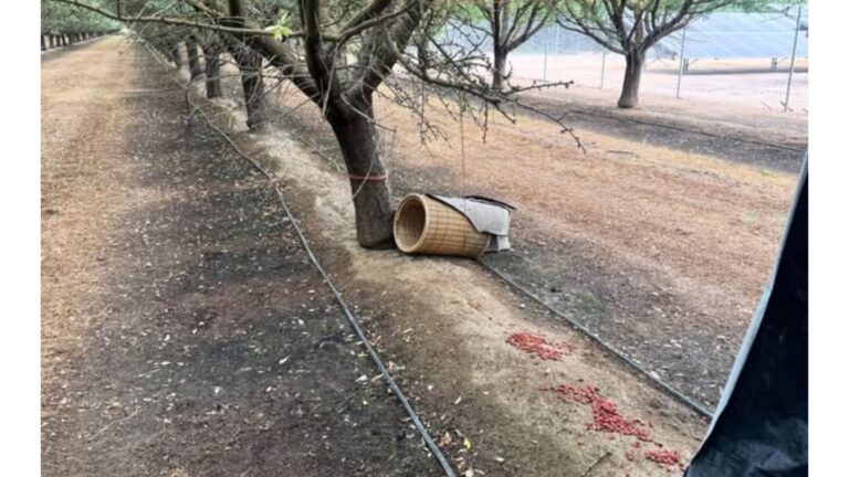 California Team Sees Laundry Hampers Abandoned In Orchard And Can’t Believe Who’s Hidden Inside