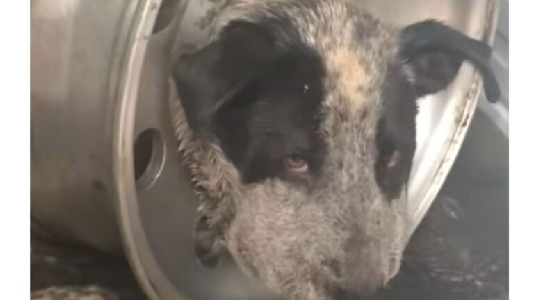 Dog Found At Texas Rodeo With Tire Rim Stuck Around His Neck, Desperately Trying To Break Free