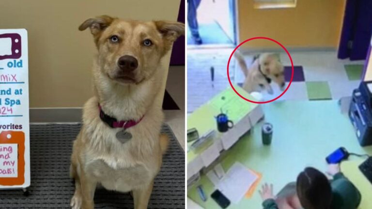 Michigan Dog’s Reaction To Daycare Goes Viral And It Will Make Your Day