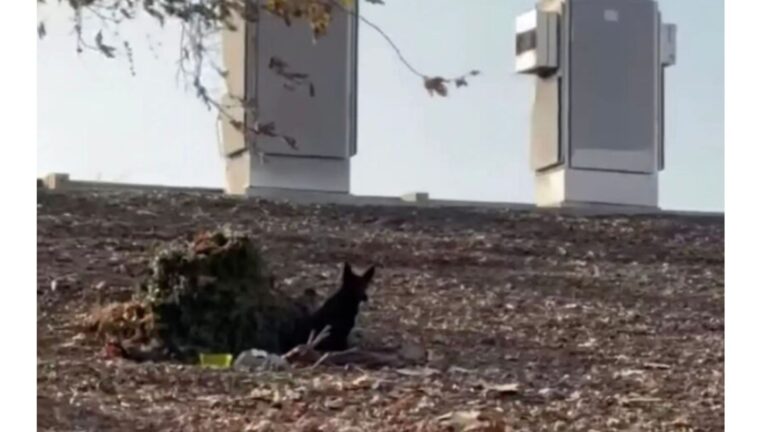 Driver Spots A Pair Of Dark Ears Near LA Freeway, Gets A Strange Feeling, And Pulls To The Side
