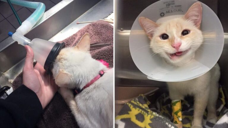 Kind Vets In Texas Save A Cat Facing Euthanasia And Her Smile Melts Hearts