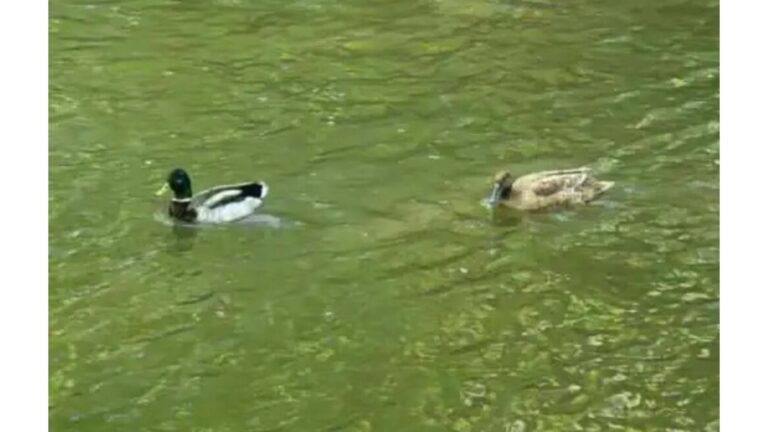 Women See Ducks Floating Peacefully In Michigan Park, But What They Notice Next Raises Concerns