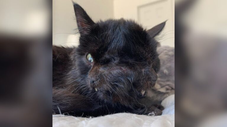 Rare Two-Faced Kitten Rejected By Her Mom Finds Hope In Kind Man’s Arms In Colorado