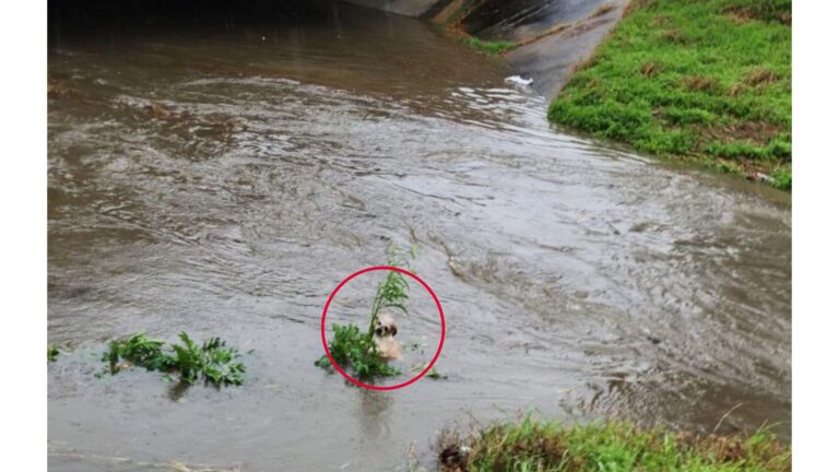 Pup Clings To Reeds In Flooded Bayou In Houston, Desperately Trying To Keep His Head Above Water